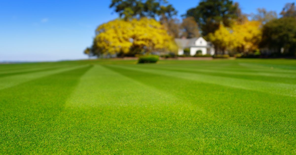 Une pelouse parfaite