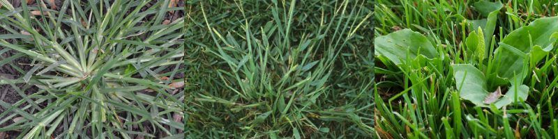 Herbicides pour les graminés au Québec