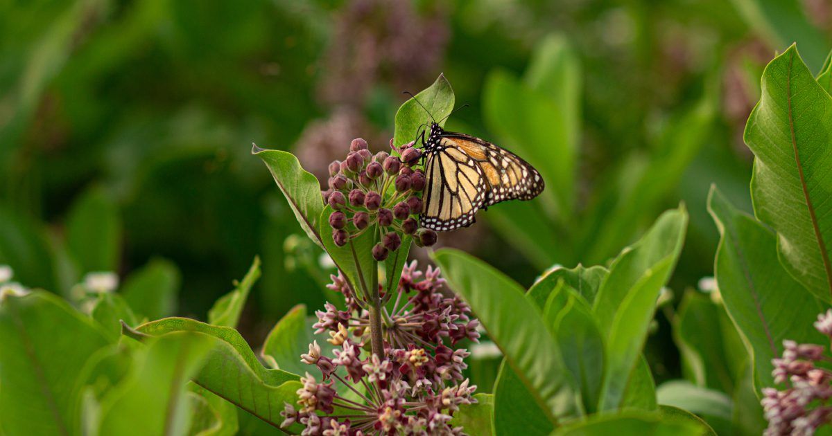 https://fr.wikipedia.org/wiki/Asclepias_syriaca