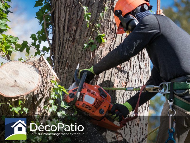 services arboricoles et dessouchage