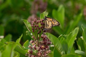https://fr.wikipedia.org/wiki/Asclepias_syriaca