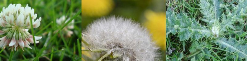 Herbicides pour Dicotylédones au Québec 