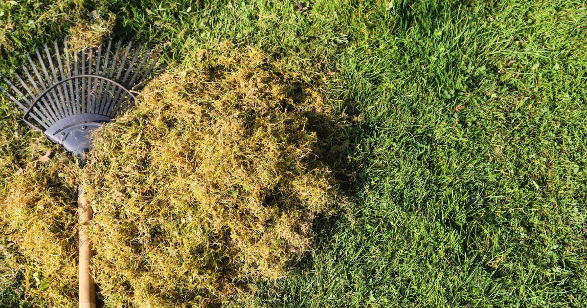 déchaumage pelouse Québec