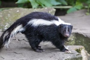 Comment Débarrasser Moufette