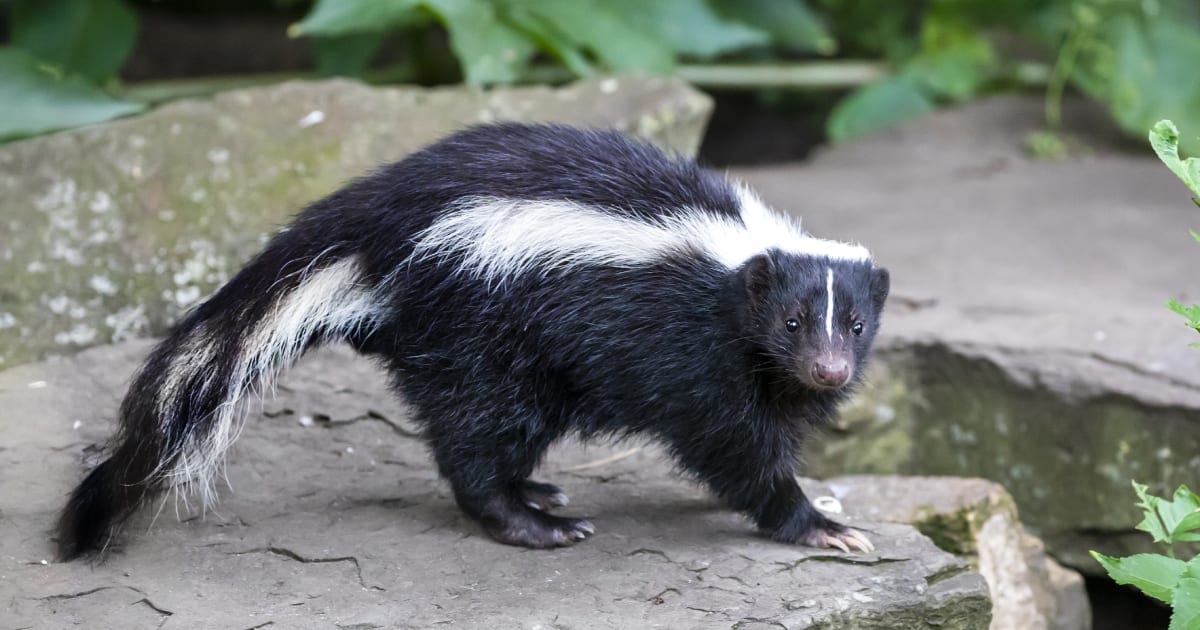 Comment Débarrasser Moufette