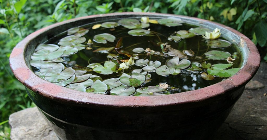 Jardin d'eau en bassin 