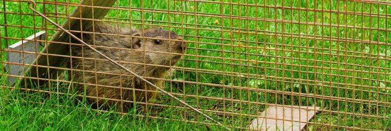 Pieger ujne marmotte