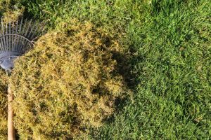 déchaumage pelouse Québec